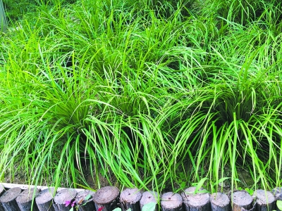 北京营造城市景观 繁育乡土植物延绿1个月