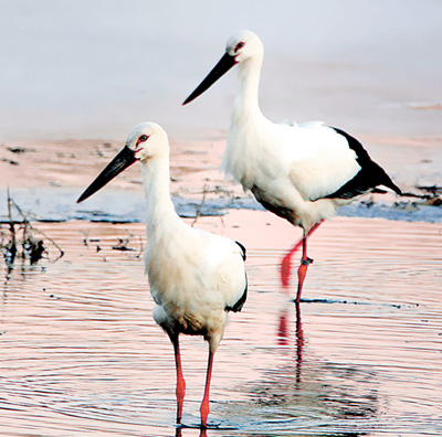 首批夏候鸟飞抵长江中下游,个别冬候鸟准备北迁