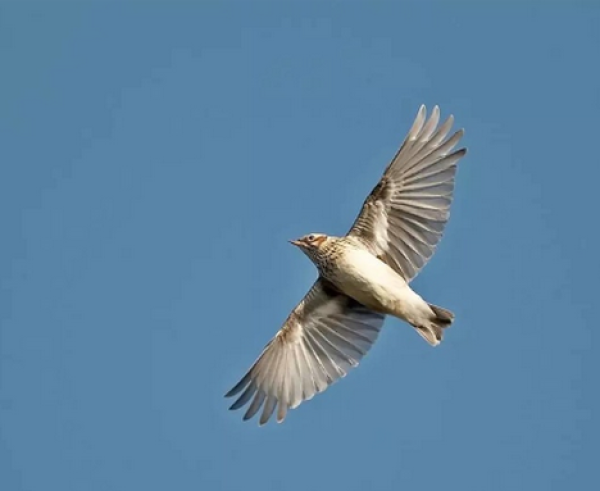 优雅的白色大天鹅是芬兰的国鸟.天鹅和鹤成群结队从南部过冬