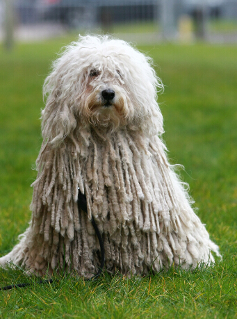 当地时间2016年3月10日,英国伯明翰,2016crufts狗展当日举行,数百只