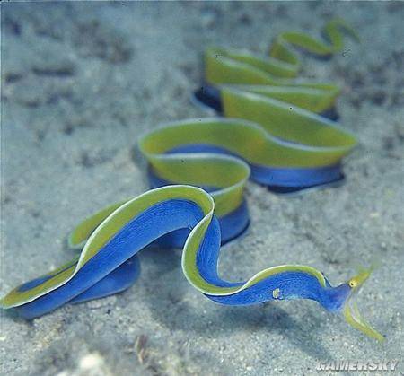 真的是地球生物已知最神奇的15种深海生物6