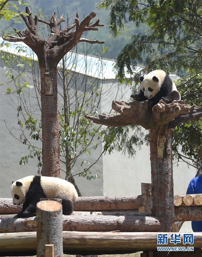 区的中国保护大熊猫研究中心卧龙神树坪基地"中华大熊猫苑"正式开园