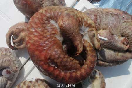 2674只穿山甲遭剥鳞惨死