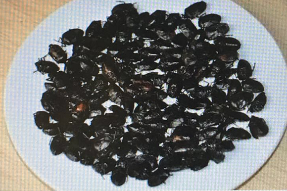 【涨姿势】瑞士推欧洲首款昆虫汉堡 中国吃货笑了