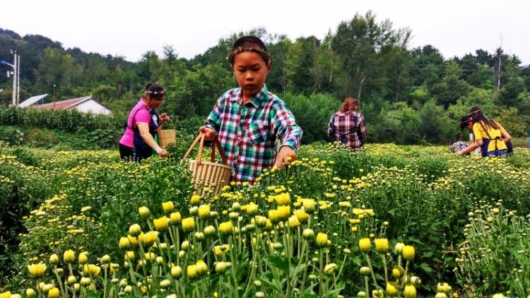 胜景迎世园 延庆四海高山胎菊头茬开采