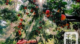 北京发布7部微视频和80张美图庆祝中国农民丰收节