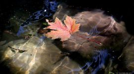 北京图见|秋风起 叶先知