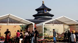 北京图见|假期来北京天坛公园赏月季菊花