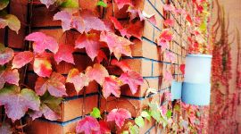 北京图见|红叶黄花秋又老