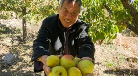 北京密云红肖梨熟了