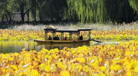 北京图见|荷塘秋色