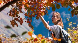 北京今秋赏红比往年来得早了一些