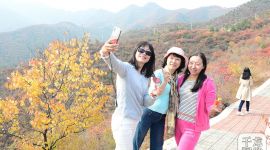 红了！北京门头沟西达摩村红叶节正当时