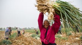 北京丰台怪村迎来大葱丰收季 