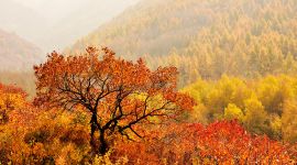 我们的节日·重阳|京城登高赏秋正当时