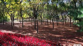 北京朝阳区采用有机物覆盖方式降扬尘“造”蓝天