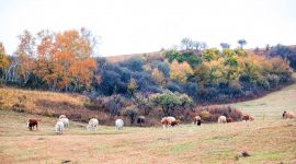 纯视觉|乌兰布统的金秋草原