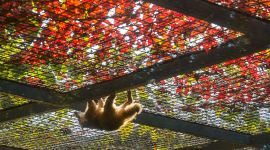 北京图见|动物园里的别样秋色