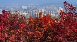 北京图见|北宫国家森林公园美成了人间仙境