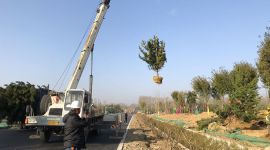 新时代新作为新篇章|北京世园会4条景观道路11月15日前“穿新装”