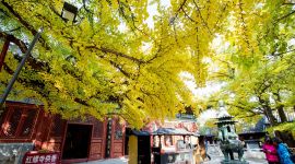 美丽北京好去处|红螺古刹银杏黄 登山远眺秋意浓