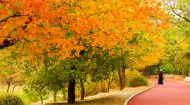 美丽北京好去处|北京植物园秋色醉人宛若画中