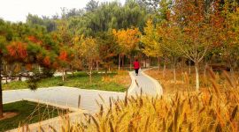 美丽北京好去处|牛王庙湿地公园秋色宜人