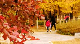 美丽北京好去处|南海子公园撑起了整个秋天的颜值