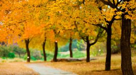 北京图见|红叶就是“网红”