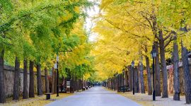 北京图见|圆明园银杏大道迎来最佳观赏期