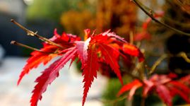 美丽北京好去处|微视频：尽情享受北京秋天的美好