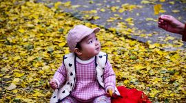 北京图见|地坛公园赏银杏正当时