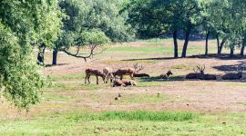 北京大兴麋鹿正式申报冬奥吉祥物