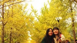 北京图见|银杏林里的秋日童话