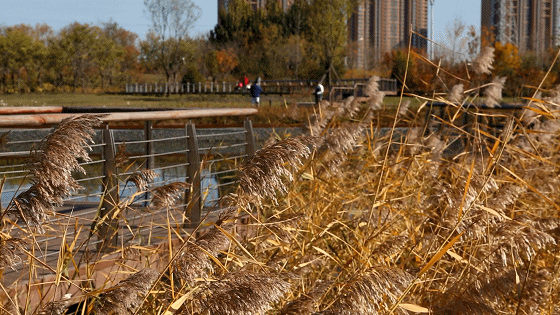 2022年北京生态将佩两条“绿色项链”