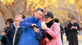 北京图见|银杏林之恋