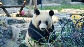 北京图见|萌翻！熊猫日常三件事吃饭睡觉晒太阳