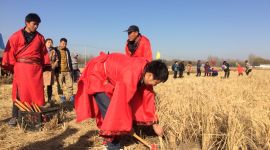 北京前鲁贡米“三伸腰”产地迎来水稻收割节