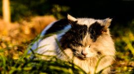 北京图见|北海公园再现“朝阳映白塔”