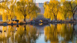 北京图见|玉渊潭满园“金柳”惹人醉