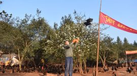 北京黑鸡飞出革命老区登上城市百姓餐桌