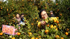 江西南丰县委书记进京“吆喝” 请市民赏70万亩橘海