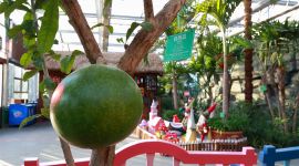 北京南宫五洲植物园引进热带“铁西瓜” 