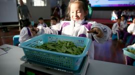 期末考择豆角提升小学生“软实力”