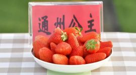 北京通州西集镇草莓擂台赛引入新品“通州公主”