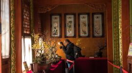 北京图见|颐和园里贺新岁 百年古梅幽香来