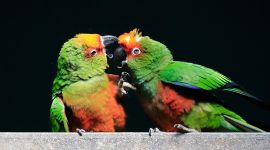 北京图见|缠缠绵绵、卿卿我我……狗粮吃惯了，换个鹦鹉粮尝尝味