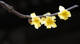 北京图见|春天来了！京城六大赏梅地芬芳你的初春