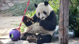 北京图见|慵懒大熊猫尽享初春美好时光