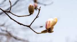 北京图见|春来早！玉兰争相来报到